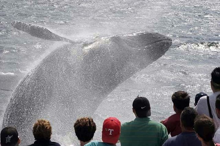 Whale Watching Tour